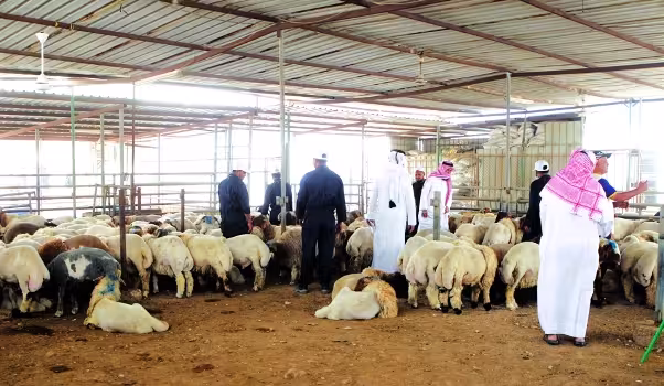 مشاريع المواشي والأضاحي